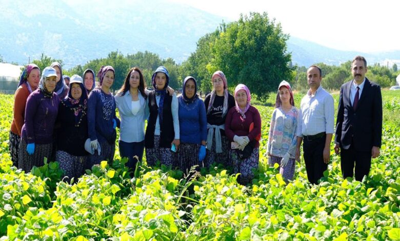 Kadın emeği tarımın lokomotifi - Birlik Haber Ajansı
